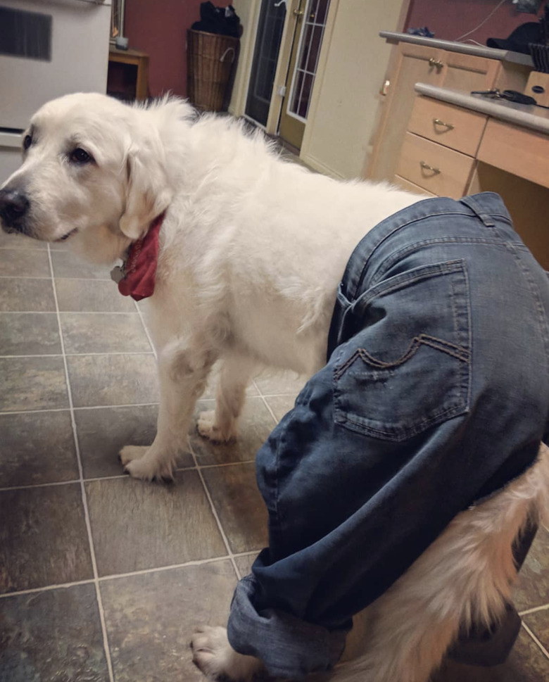 dog in jeans