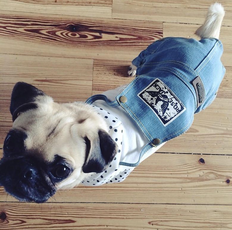 dog in overalls