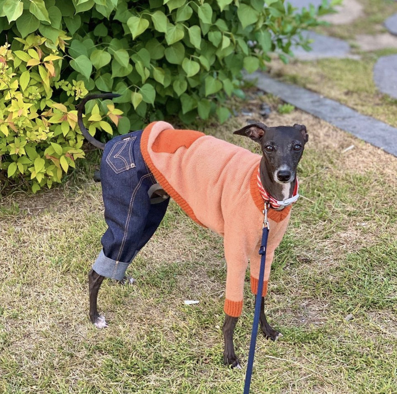 dog in jeans