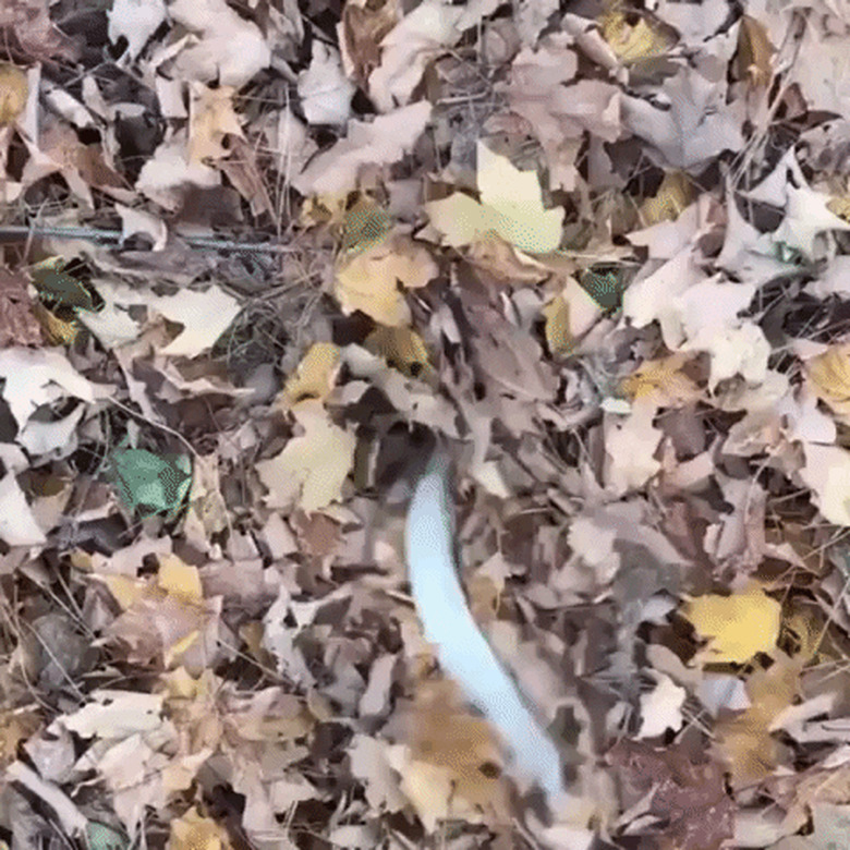 dog hidden under pile of leaves wags tail