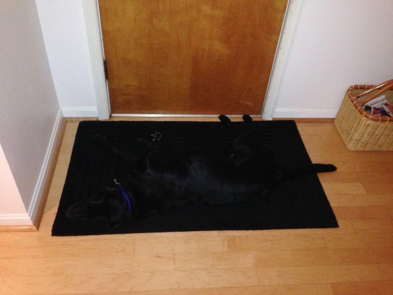 black dog blends in with black rug