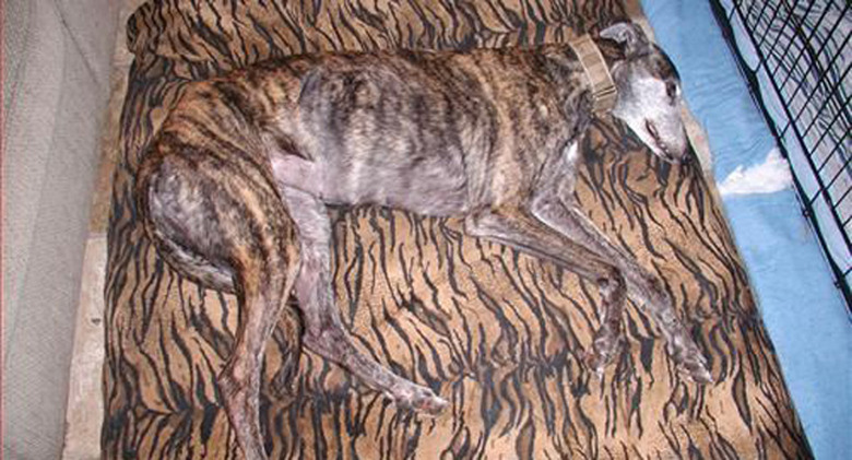 striped dog blends into blanket