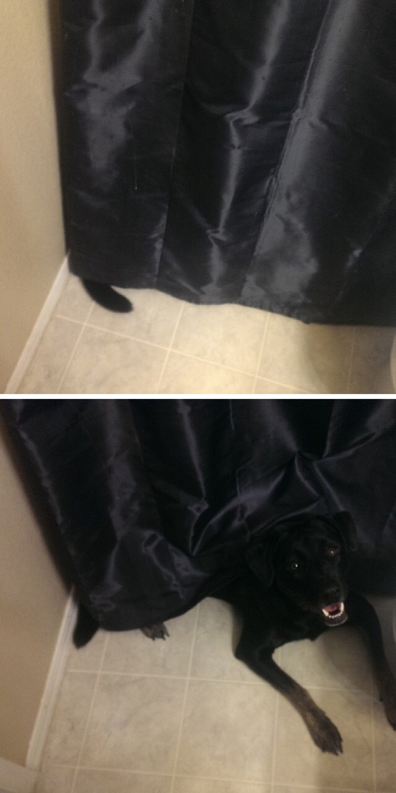 Black dog's tail poking out from behind black shower curtain.