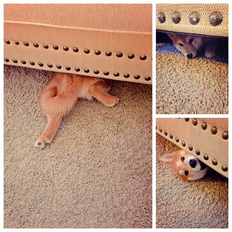 Dog trying to hide under furniture.