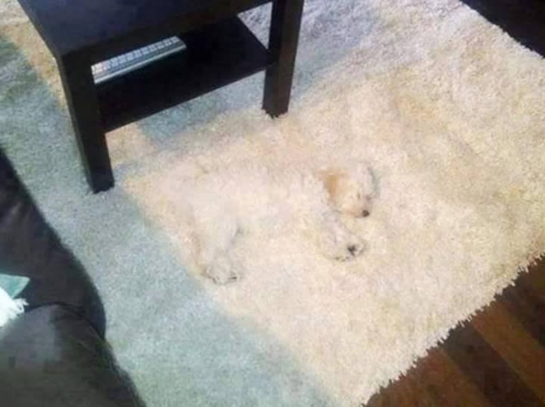 Fluffy white dog on fluffy white carpet.