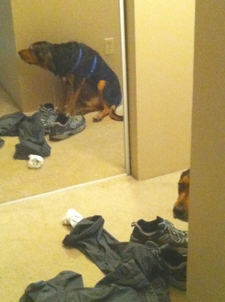 Dog hiding around corner, across from mirror that shows his reflection.