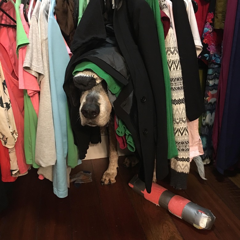 Dog hiding in closet underneath t-shirts.