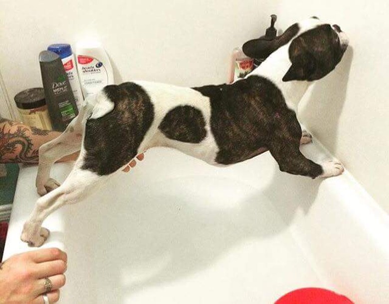 Dog balances over bathtub.