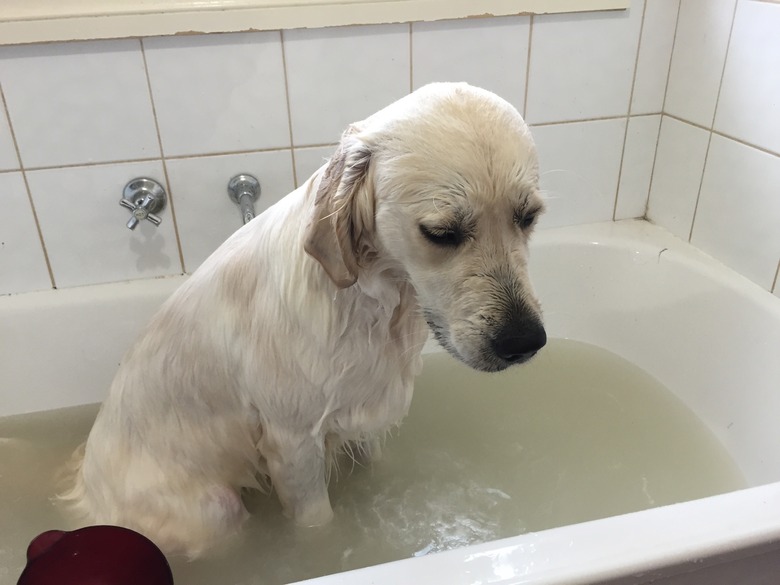 Sad dog sits in bathtub.