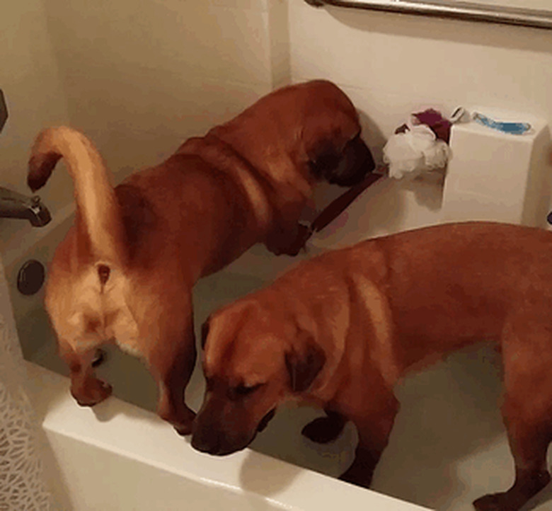 Dog balances over bathtub.