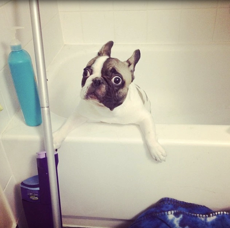 A wide-eyed dog is sitting in a bathtub.