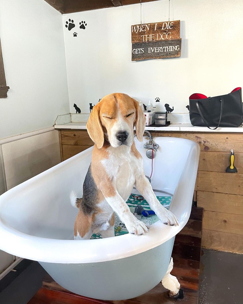 grumpy dog doesn't want a bath