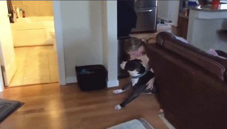 Human slides dog along floor toward bathroom.