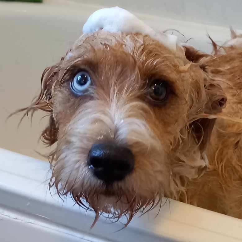 sad puppy doesn't like bath time.