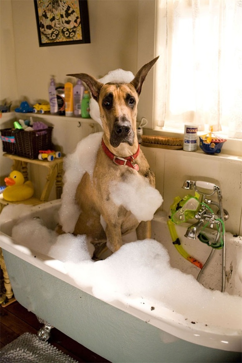 Great Dane in bubble bath.