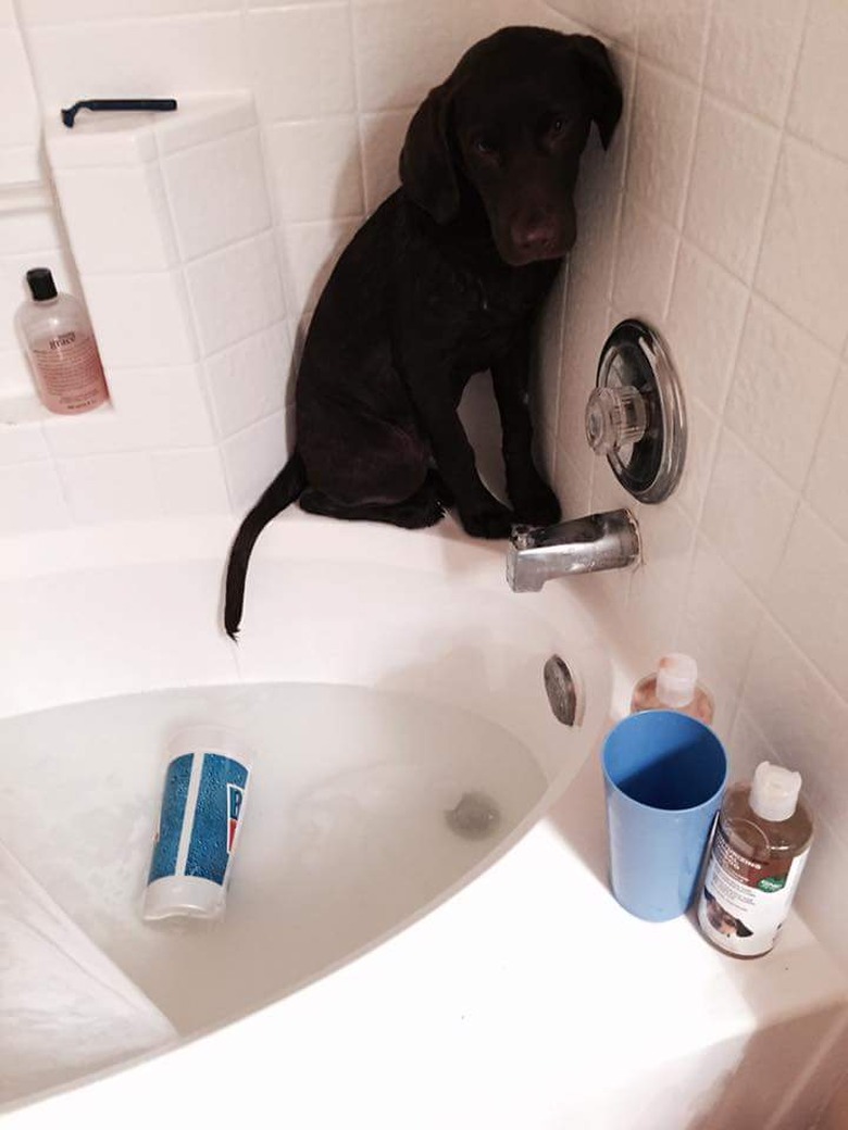 Dog balances on edge of bath.