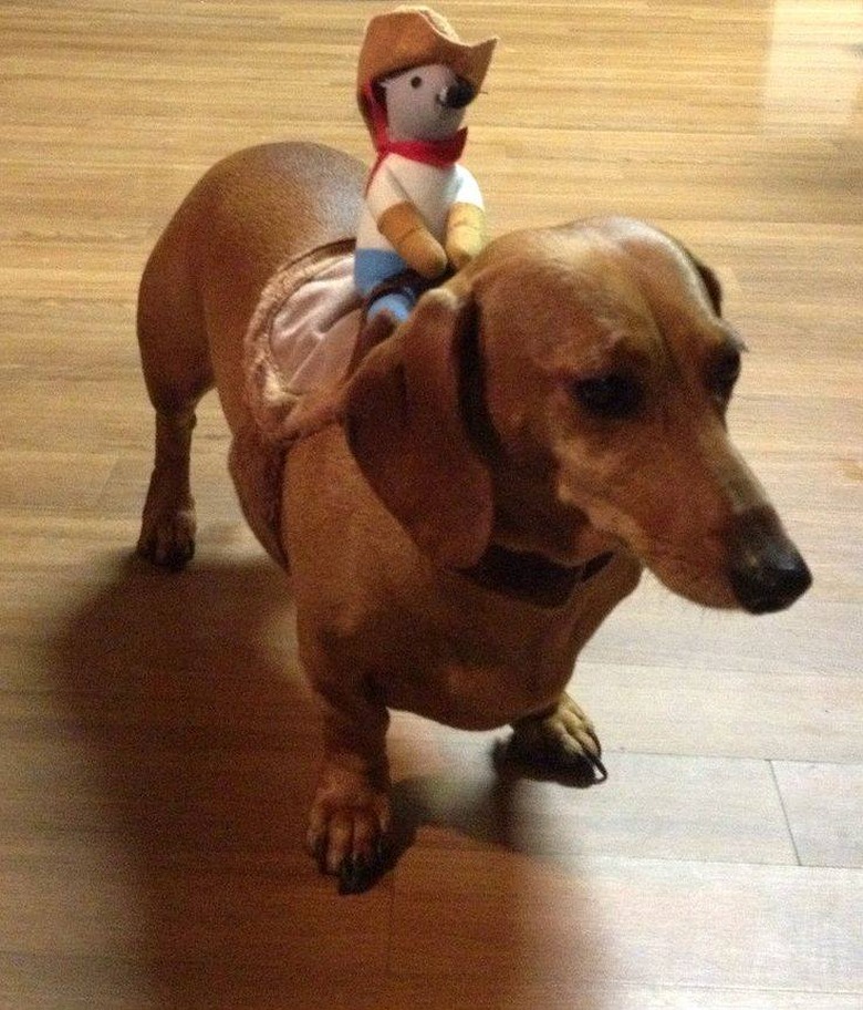 Weiner dog ride