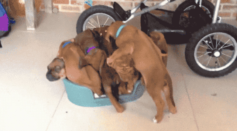 puppies compete for space in bed