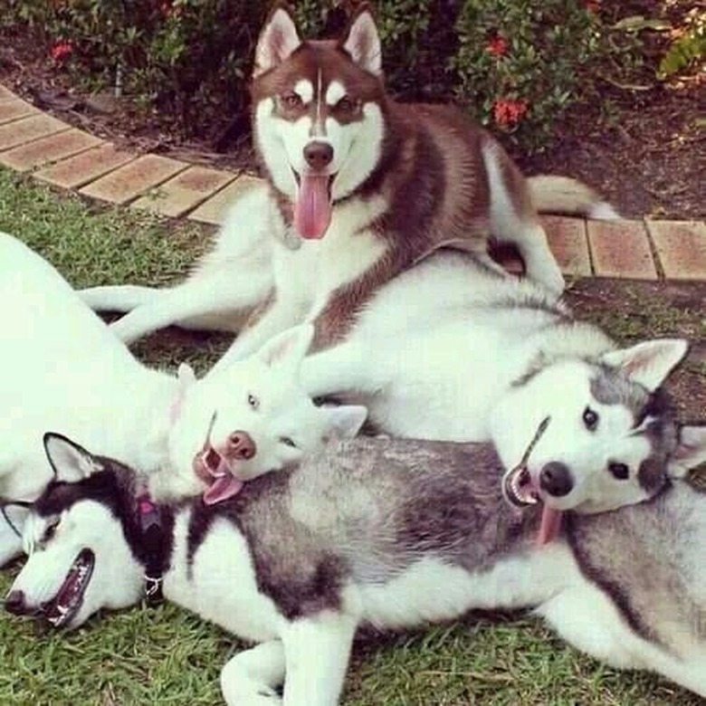 Huskies in a pile.