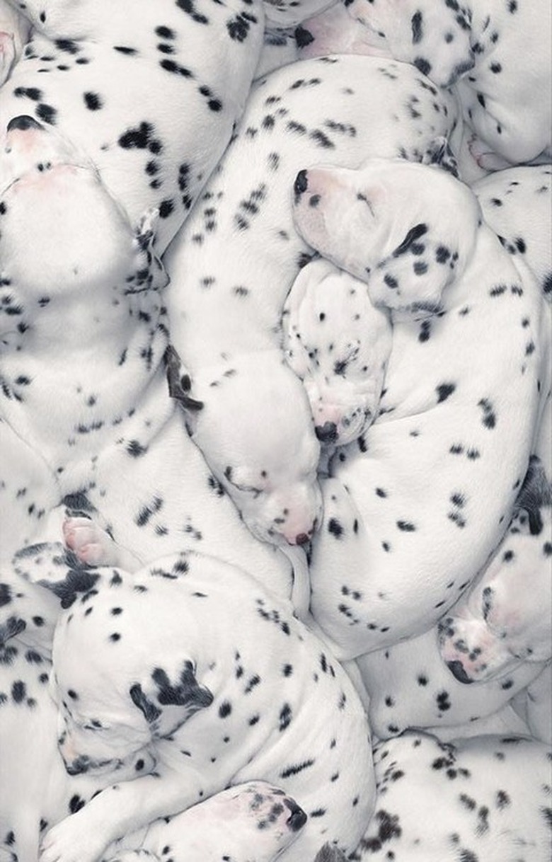 Dalmatian puppies.