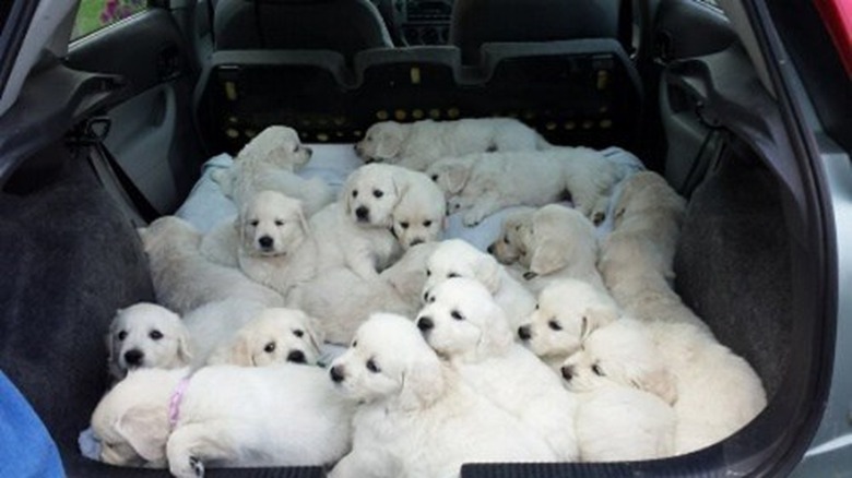 Trunk of hatchback full of puppies.