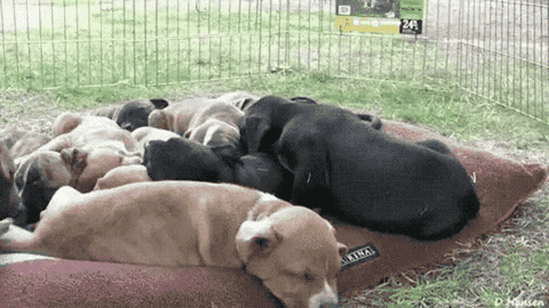 dog rolls off pile of other dogs