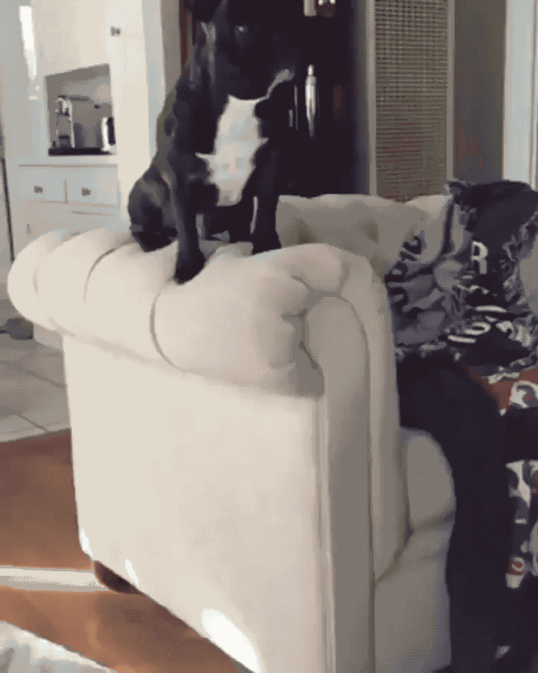 Dog jumps off couch, does not stick the landing