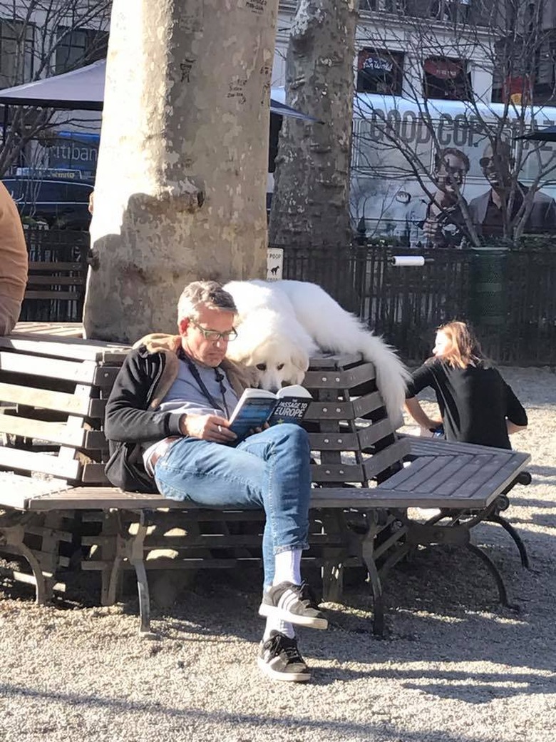 Dog reads book over owner's shoulder