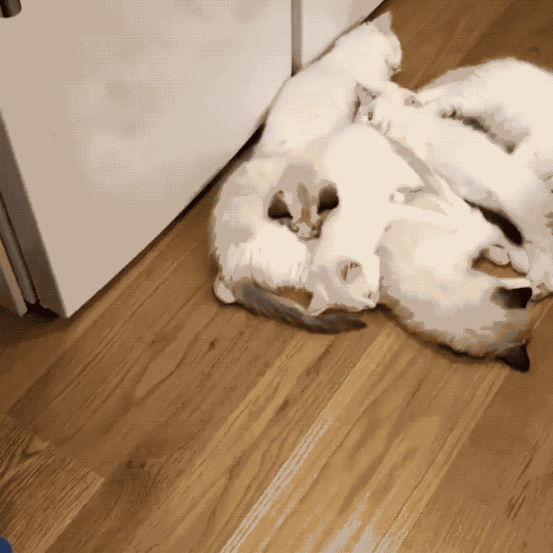 Cats refuse to budge when owner tries to open refrigerator