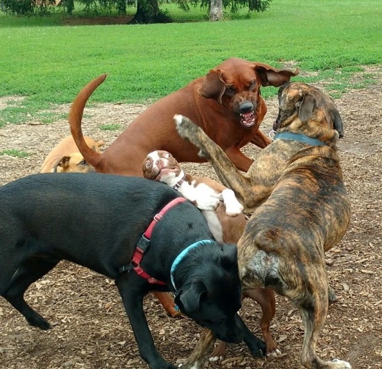 Dog park does pupper a bit of a frighten