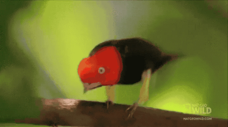 Bird does the MC Hammer dance