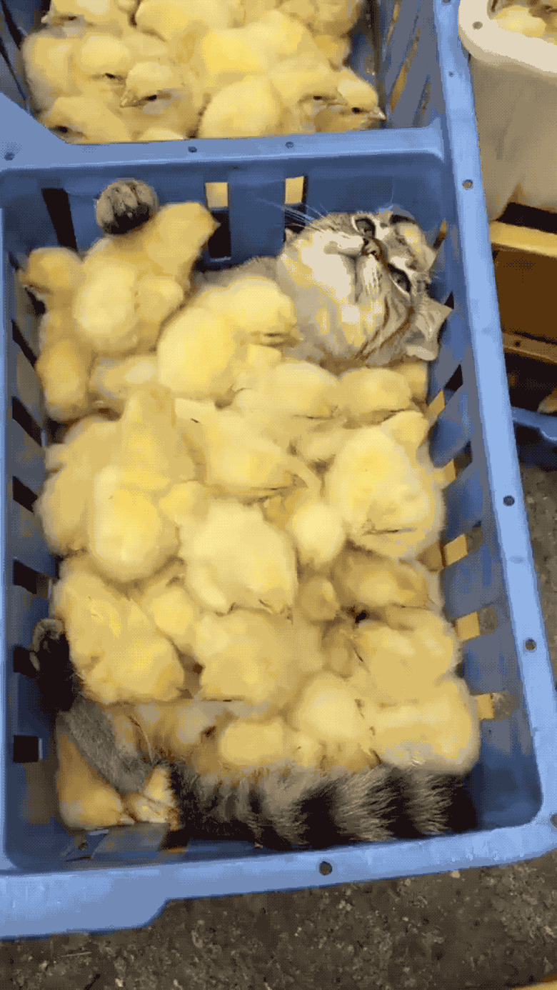 Cat surrounded by baby chickens