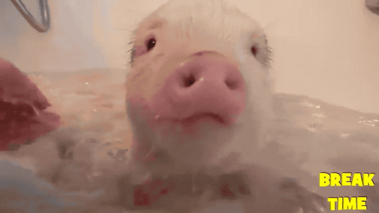 Pig washed in bathtub