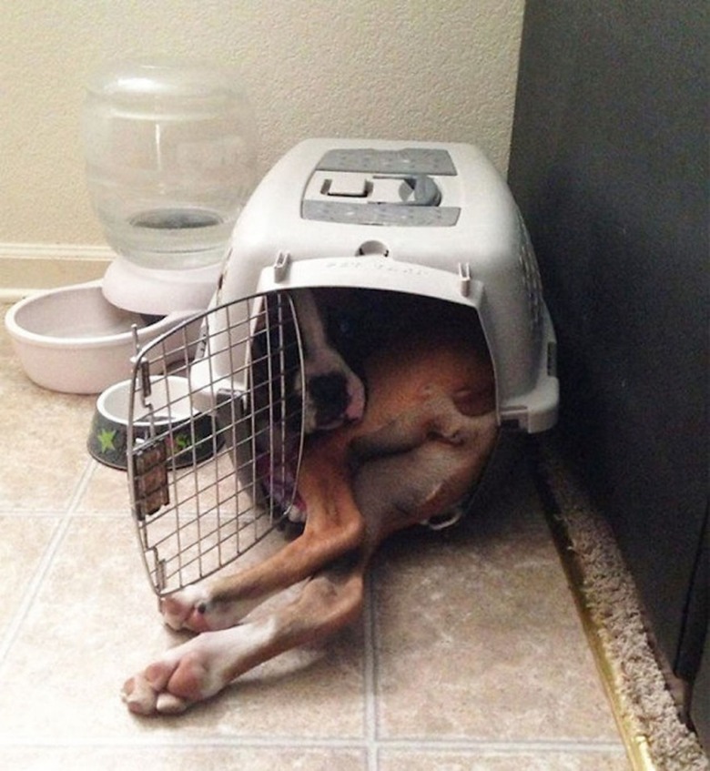 Big dog in small crate