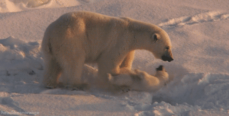 polar bear mom watching over cub