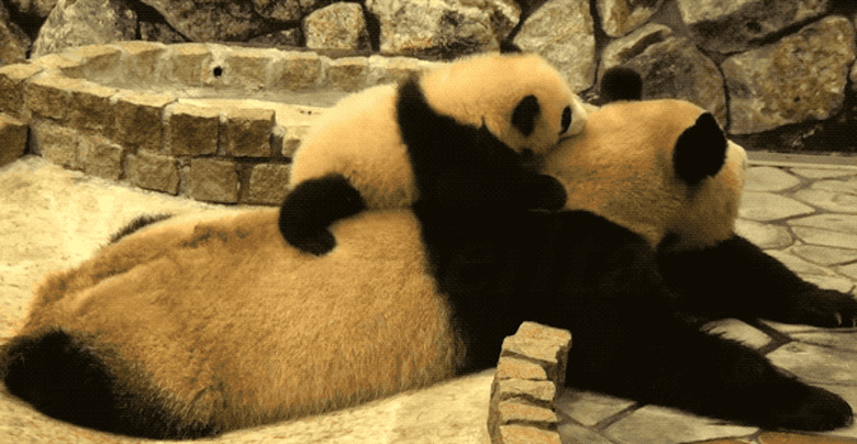 baby panda slides off sleeping mom