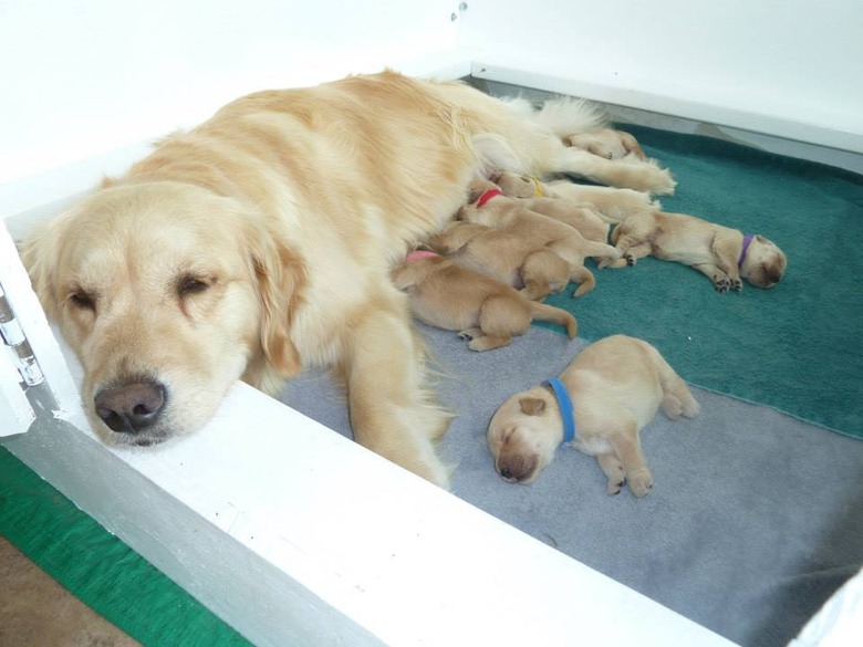 23 Photos Of Tired Animal Moms To Share With Your Mother