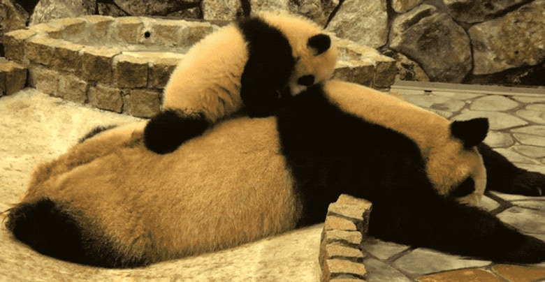 baby panda crawling on tired mom panda