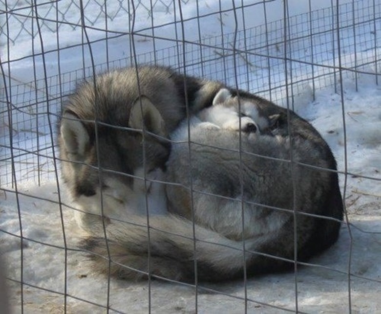 23 Photos Of Tired Animal Moms To Share With Your Mother