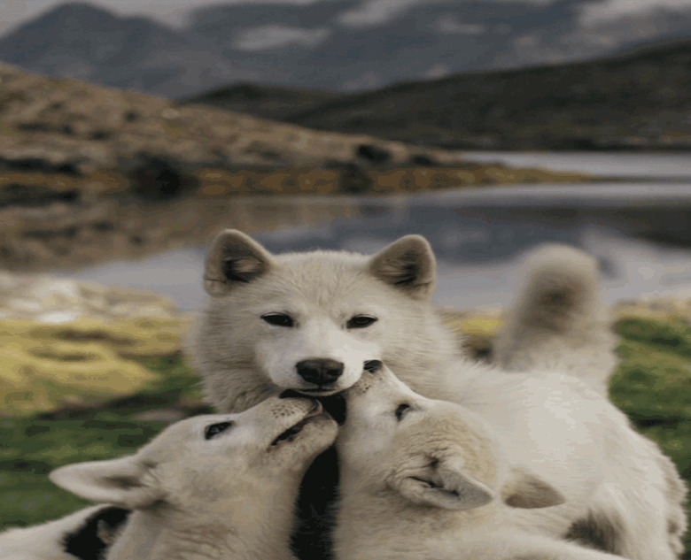 wolf mom and wolf puppies