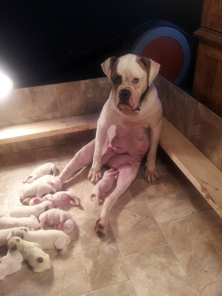 exhausted mom dog watching over puppies