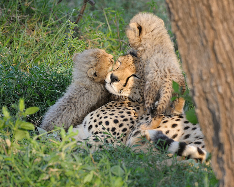 23 Photos Of Tired Animal Moms To Share With Your Mother