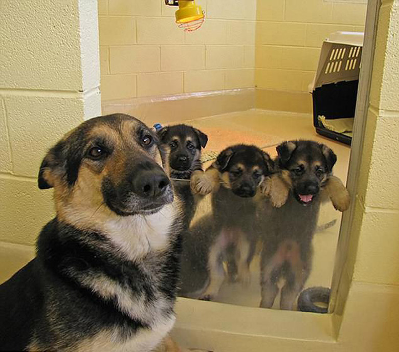 23 proud dog moms & dog dads posing for pictures with their puppies