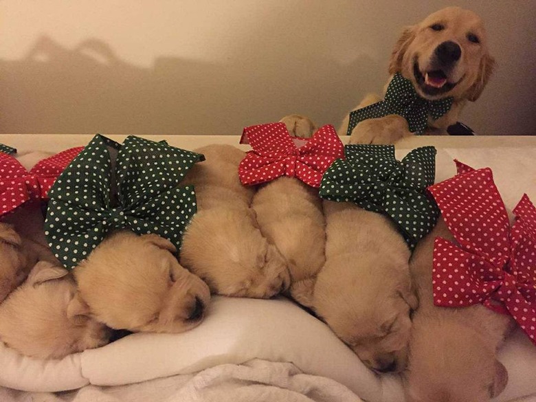 23 proud dog moms & dog dads posing for pictures with their puppies