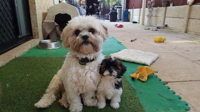 23 proud dog moms & dog dads posing for pictures with their puppies