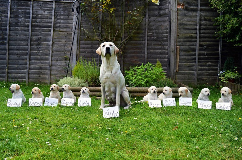 23 proud dog moms & dog dads posing for pictures with their puppies