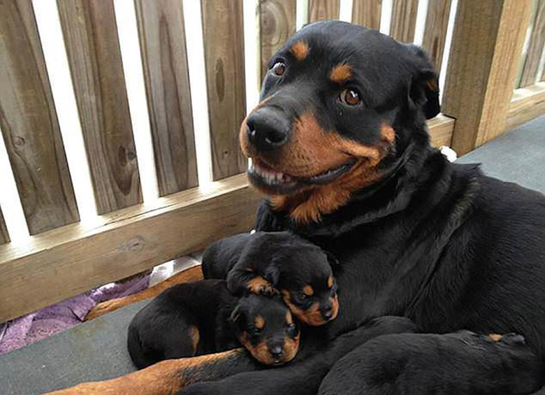 23 proud dog moms & dog dads posing for pictures with their puppies