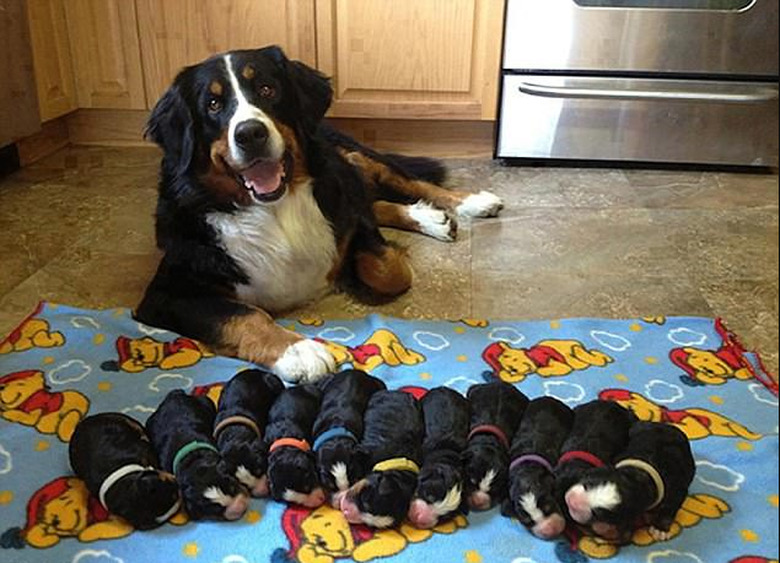 23 proud dog moms & dog dads posing for pictures with their puppies