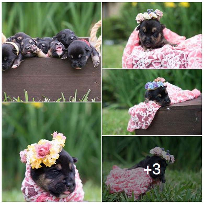 23 proud dog moms & dog dads posing for pictures with their puppies