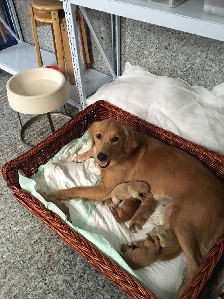 23 proud dog moms & dog dads posing for pictures with their puppies